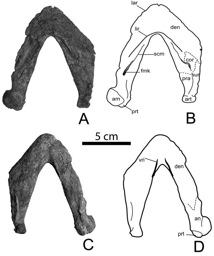 Figure 3 3. UF/IGM 33, Cerrejonemys wayuunaiki, holoytpe. Lower jaw, in A B, dorsal and C D, ventral views.