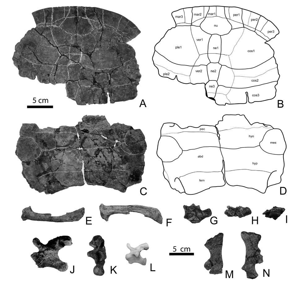Figure 3 4 UF/IGM 33, Cerrejonemys wayuunaiki, holoytpe. A B, carapace in dorsal view. C D, plastron in ventral view. Right coracoid in E, dorsal and F, ventral views.