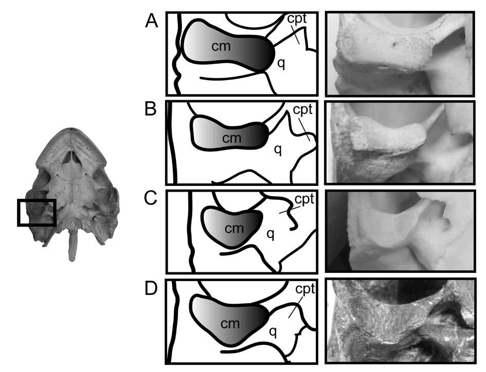 Figure 3 6. Left condylus mandibularis of quadrate in ventral view for A, Erymnochelys madagascarensis YM 15398. B, Peltocephalus dumerilianus NFWFL 336.