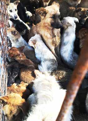 For example, dogs or cats are crammed into tiny cages where they cannot stand up, stretch, or turn around.