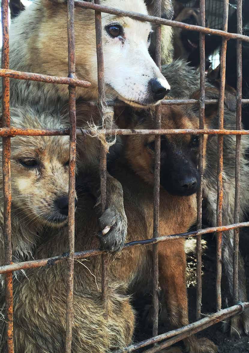 Stray dogs rounded up and confined for