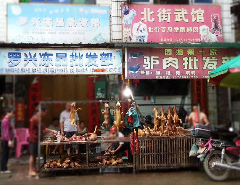 2. INVESTIGATIONS: RELEVANT TO DOG AND CAT FUR TRADE IN CHINA Guanzhou in Guandong Province, population 105 million This area is close to Hong Kong, and well known as a dog-eating province.