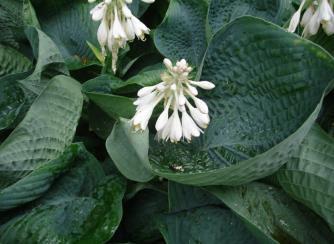 2015 Hosta of the Year Victory (Zilis, Solberg, 2003) Color Variegated Size Giant (30 ht x 70 w) Habit Upright Bloom White Parent sport of nigrescens Elatior Shiny green center with a margin that