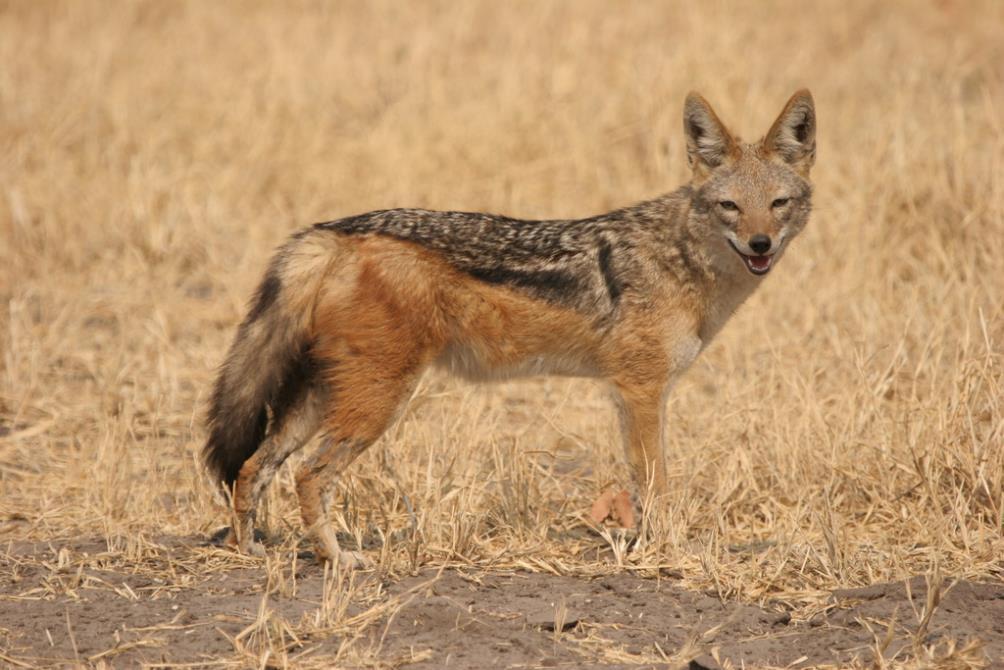The Canids (dogs) of the Singita Kruger National Park Concession Article by Brian Rode The black-backed jackal (Canis mesomelas) Photo by Brian Rode The black-backed jackal is one of two species of