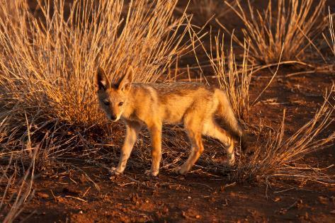 black-backed jackals are seen regularly along the coastline (particularly in the areas surrounding seal colonies), where they scavenge on the carcasses of seals and even hunt sick or injured seals