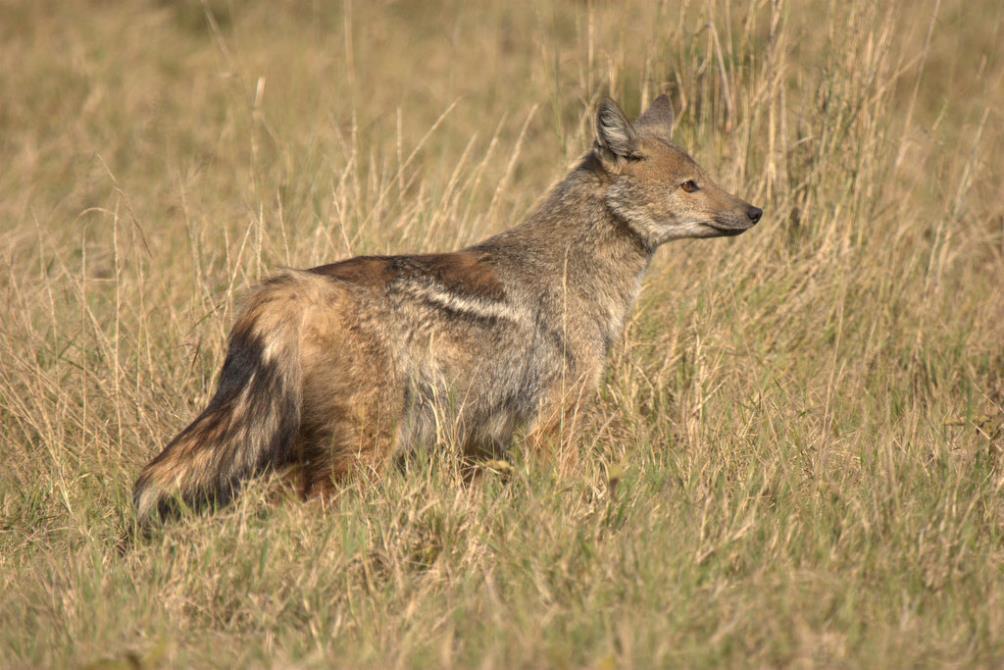 Photo by Brian Rode Both species of jackals that occur in the area tend to be nocturnal (active at night), although black-backed jackals are seen being active during the day (particularly on cold or