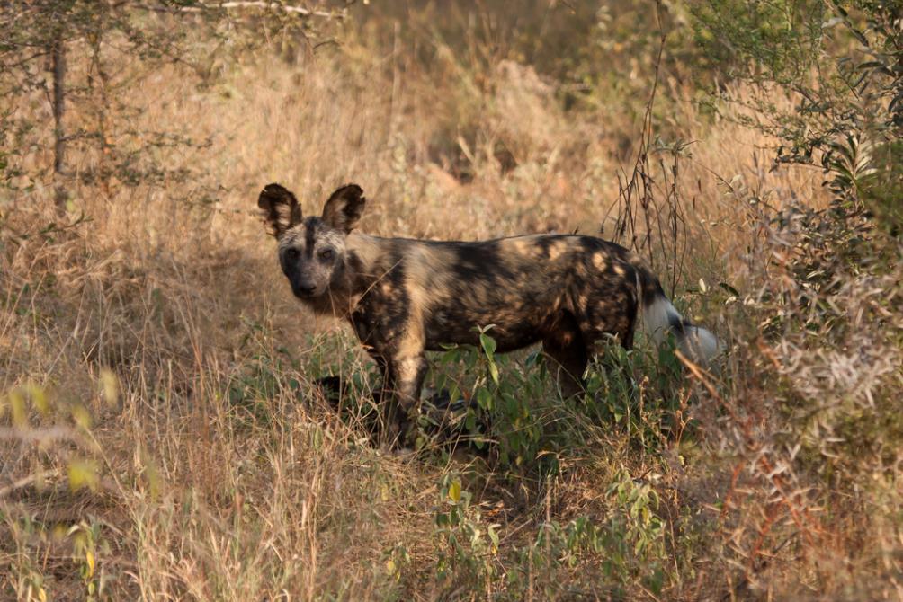 Photo by Brian Rode African wild dogs are said to be the second rarest large carnivores in Africa (the rarest large carnivore in Africa is said to be the Simien wolf, which is found in the highlands