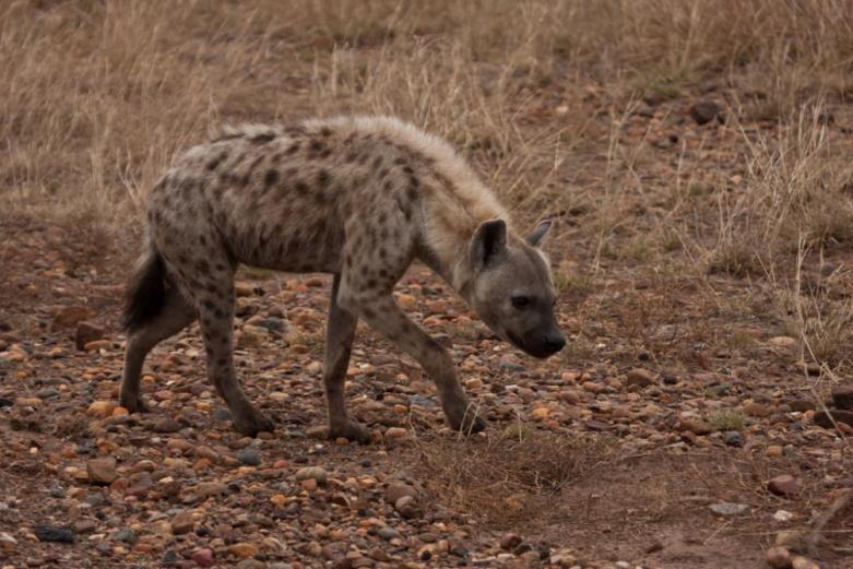 Spotted hyenas The Xinkelengane den is still active but it s situated very far in the north of the concession.