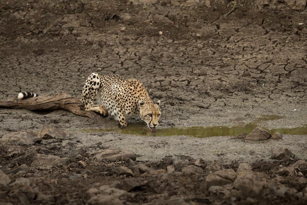 Photo by Nick du Plessis In the meantime, Solomon had told us on the radio that the cheetah had chased down and caught a baby impala.