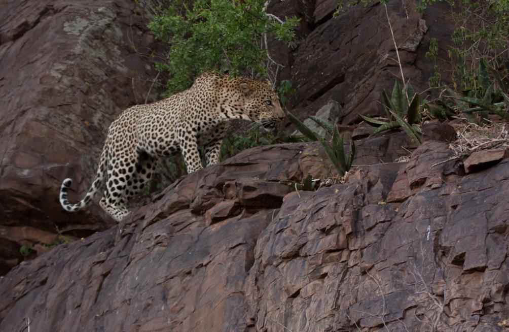 Leopards: Photo by Brian Rode This last month we had 17 recorded sightings of leopards. We saw the young Dumbana Male leopard on four occasions.