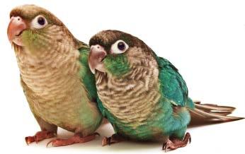 Special Considerations for Birds Birds should be transported in a secure travel cage or carrier. In cold weather, make certain you have a blanket over your pet s cage.