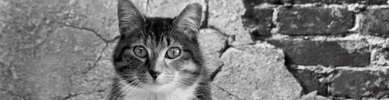 Community cats and TNR programs Throughout the U.S., community cats (also known as feral, stray or free-roaming cats) are at great risk of being killed if they enter shelters.