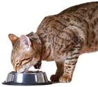 Nutrition of Kittens Your kitten s health and vitality depends on what you feed it. Kittens need the right balance of nutrients carefully matched to their age and activity level.