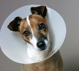 If your pet is having surgery with us please consider purchasing a plastic e-collar/cone to help prevent them from licking and chewing at their incision site.