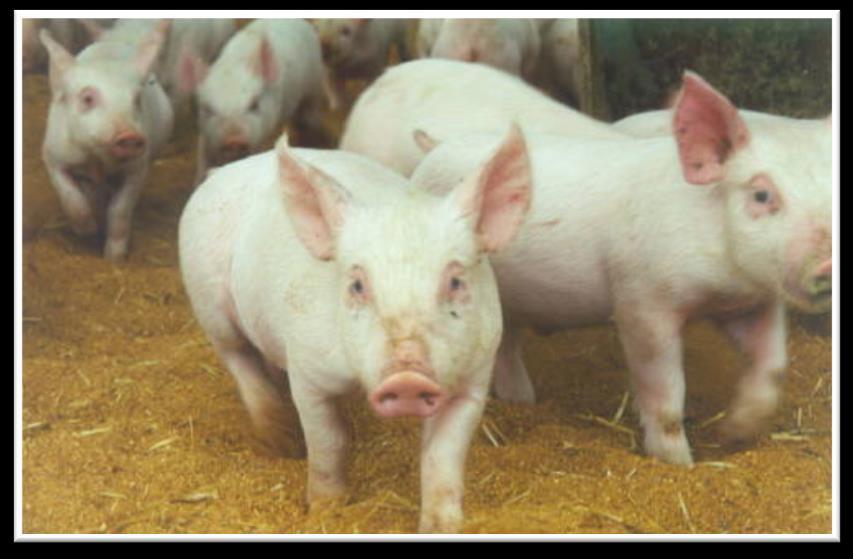 Impact of pig health on foodborne Risk (Salmonella) Study of 358 healthy pigs:
