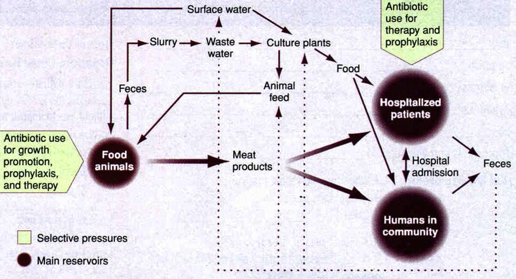 Problem of Antibiotic Resistance 553 Fig. 2. Interaction of antibiotics, bacteria, food animals, humans, and the environment. (From Witte W. Medical consequences of antibiotic use in agriculture.