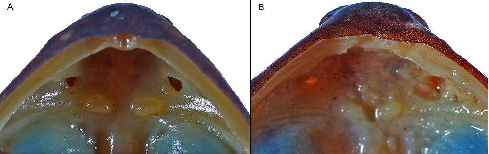 68 Alberto Sánchez-Vialas et al. / ZooKeys 765: 59 78 (2018) Figure 3. Mouth roof region of Petropedetes newtonii (A female, MNCN 48729) and Petropedetes johnstoni (B male, ZFMK 87709). Figure 4.