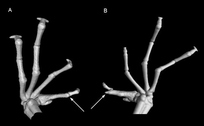 70 Alberto Sánchez-Vialas et al. / ZooKeys 765: 59 78 (2018) Figure 6. CT-scan image of the dorsal side of the hands of Petropedetes johnstoni (A male, ZFMK 87709) and P.