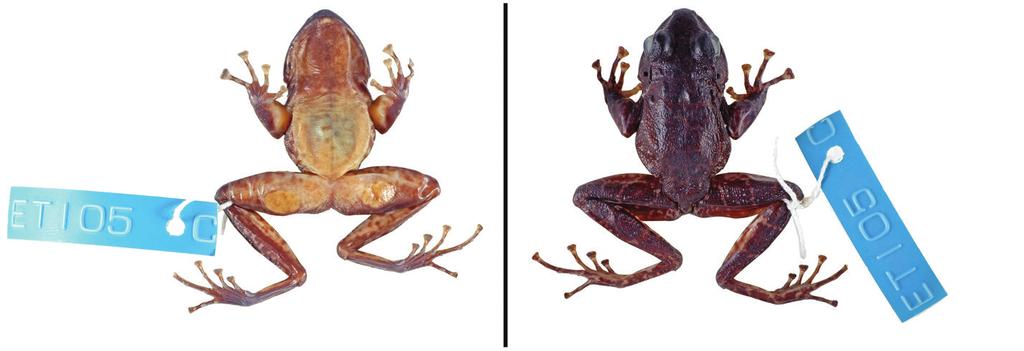72 Alberto Sánchez-Vialas et al. / ZooKeys 765: 59 78 (2018) Figure 8. Neotype of Petropedetes newtonii (adult male, MNCN 48728). Left: ventral view; right: dorsal view. in Barej et al.