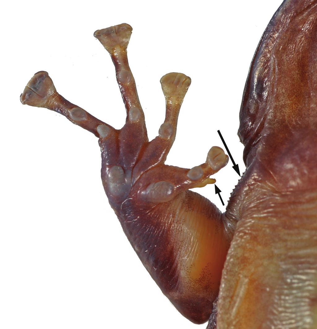 The taxonomic status of Petropedetes newtonii (Amphibia, Anura, Petropedetidae) 73 Figure 9. Ventral view of the right forelimb of Petropedetes newtonii (adult male, MNCN 48728).