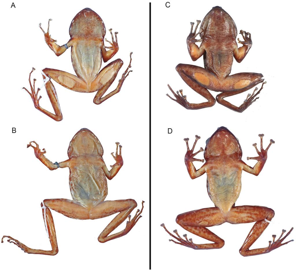 The taxonomic status of Petropedetes newtonii (Amphibia, Anura, Petropedetidae) 67 Figure 2. Ventral view of specimens of Petropedetes johnstoni (A male, ZFMK 87709 B female, ZFMK 87710) and P.