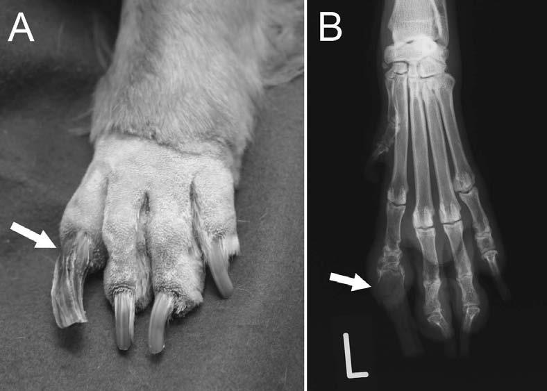 966 K. NAMITOME ET AL. Fig. 1. Clinical and radiographic findings of the affected digit. (A) Macronychia and onychorrhexis in the second digit of the left forelimb.