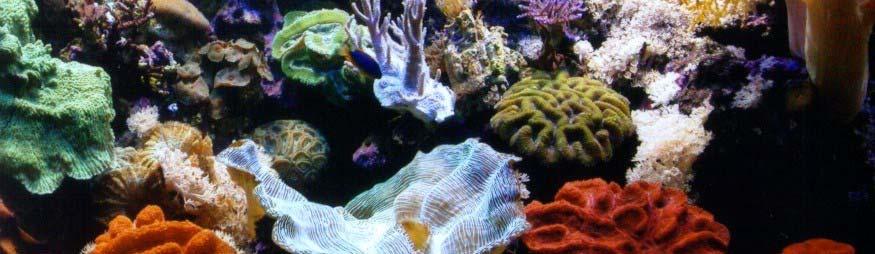 There are many road maps to install a coral tank and to maintain it. We originate in our opinion and after our fancy.