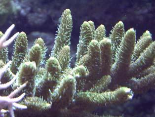 fishes that can be fed very opulently. In the 80th is was impossible to keep hard corals and to breed them.