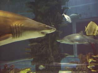 For big tanks (here Tropicarium in Budapest, Hungary) Perspex glass is a must - the disadvantages of glass are too much.