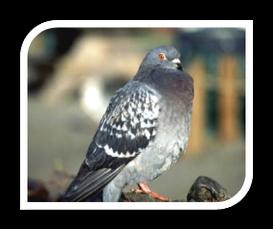 Pigeon Columba livia Life Span: 3 to 4 years Food: Human scraps, seeds, corn Habitat: Buildings, I-beams, recessed areas Nesting: Simple,