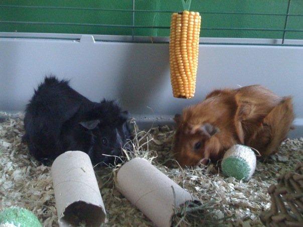 The East Midlands Open Rescue guide to caring for guinea pigs Bringing your guinea pigs home The move to a new home can be very stressful for a guinea pig, so make them comfortable in their pet