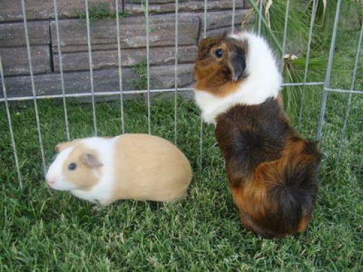Keeping groups of guinea pigs Guinea pigs are naturally very sociable animals and although you may meet the occasional piggy who prefers to be on their own, the vast majority of guinea pigs are
