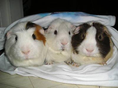 While all piggies will fall out a little from time to time, you can keep groups of guinea pigs in harmony by following these simple rules: Space and lots of it.