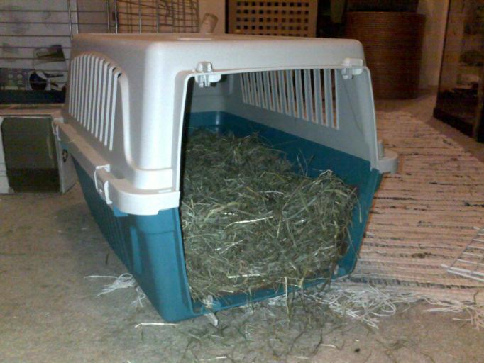 Line the base of the pet carrier with a clean old towel and then cover this with a thick layer of fresh hay.