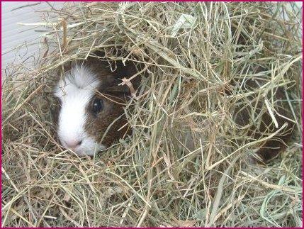 Hay is full of nutrients and the fibre that it contains ensures a healthy digestive system.