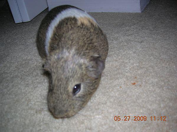 Indoor guinea pigs Indoor guinea pigs need to come out of their cage for an extended period at least once a day.