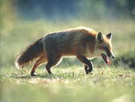 Red fox: main source of wild