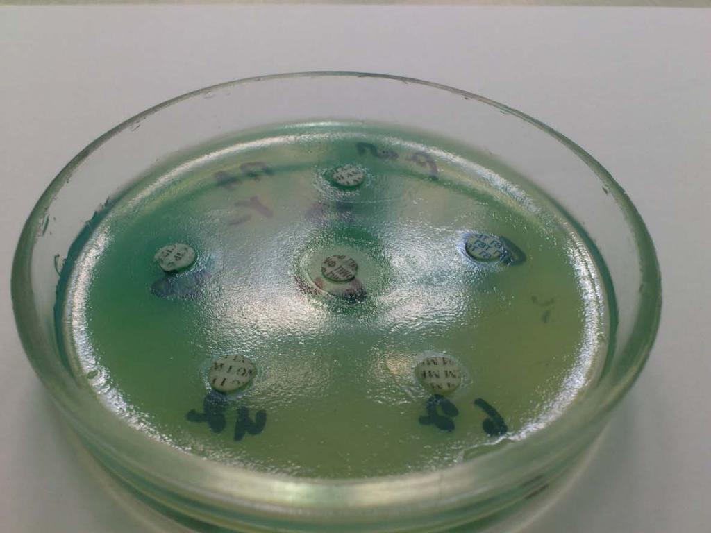 Aeruginosa IMI2 (MDR strain) without Bacterial growth enhancers (BGE30) 3 day