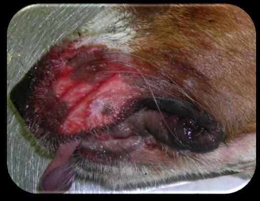 Beyond Kennel Cough: Diagnosis and Management of Respiratory STREP ZOO Sudden death