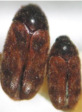 comparison of shape of female (left) and male (right); (C) young