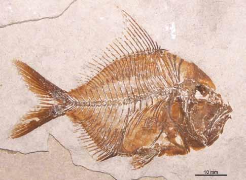 738 Alvarado-Ortega and Than-Marchese native group of people in Chiapas, and Ichthys or fish in Greek. It means the fish of the Zoque people. Diagnosis. As in the type species, below.