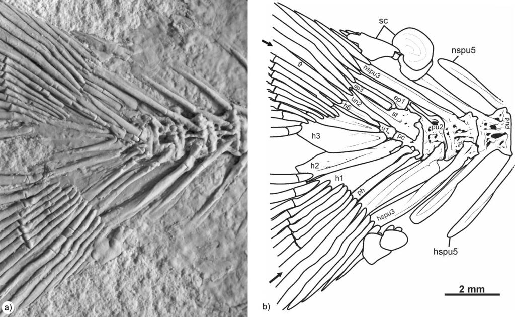 Zoqueichthys carolinae gen. and sp. nov. 743 Figure 6. Caudal skeleton of Zoqueichthys carolinae gen. and sp. nov.; a) close-up of specimen IHNFG-2224 with contrast heightened by smoke of magnesium; b) line drawing based on a).