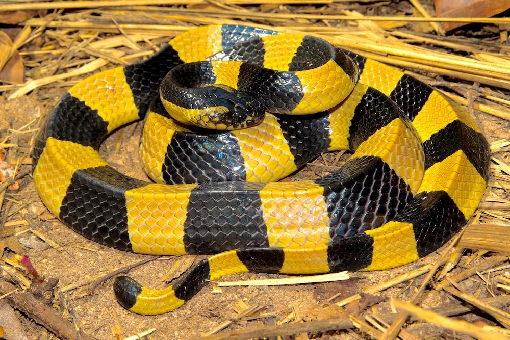 Banded Krait Venomous Deadly Yellow and black Banded Krait (Bungarus fasciatus) venomous and deadly. Copyright Tom Charlton. These are yellow and black kraits here in Thailand.