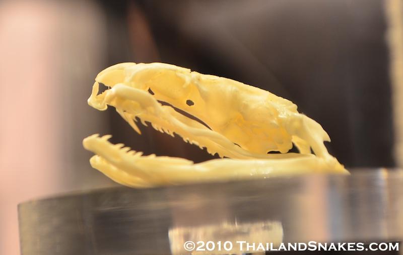 Banded Krait skull showing fangs, jaw, and other dentition. Skull located at Queen Saovabha Memorial Institute in Bangkok, Thailand. Venom Toxicity: Very toxic. Deadly.