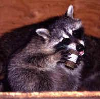 Vaccination of Wildlife Examples include oral vaccination of carnivores for