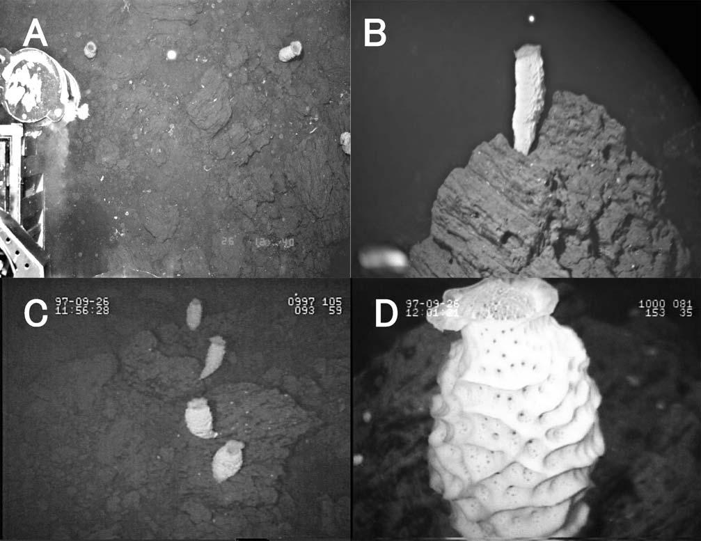 226 JOURNAL OF CRUSTACEAN BIOLOGY, VOL. 26, NO. 2, 2006 Fig. 2. A-D, landscape of host sponge Euplectella sp. standing on the deep-sea floor at the sampling sites.