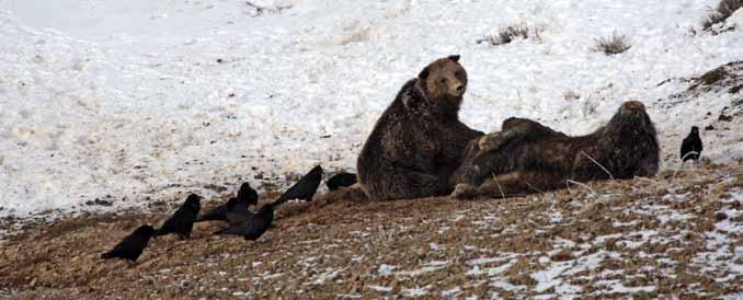 Yellowstone Wolf Project 5 Emergence of bears from dens in late winter adds them to the list of scavengers in Pelican Valley, typically usurping carcasses from Mollie s pack.