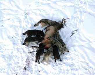 14 Wolf Predation Wolf Capture and Collaring In 2010, 18 wolves in six packs were captured and collared.