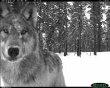 studied. Recent published research has focused on predatory performance of wolves with respect to age, body, and group size, and their relationship to ecological and evolutionary dynamics.