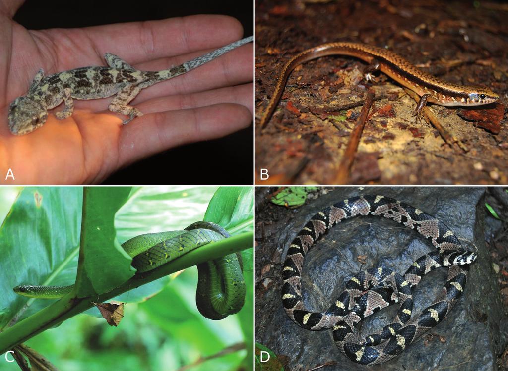 New amphibian and reptile records from Ha Giang Province, northern Vietnam Scincidae Sphenomorphus indicus (Gray, 1853) Indian Forest Skink / Than lan phe-no an do (Fig.